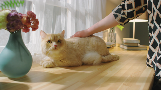 The Modern Pet Home How To Design A Space That Works For You And Your Pets