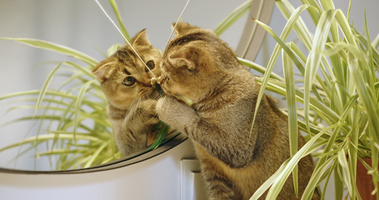 Mirror Moments Why Cats Love Reflections And How To Keep Them Safe At Home
