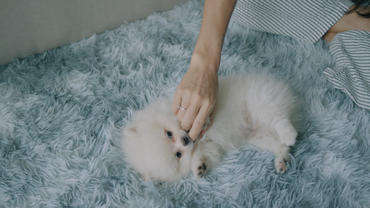 The Comfort Test What Your Pets Favorite Spot Says About Their Needs